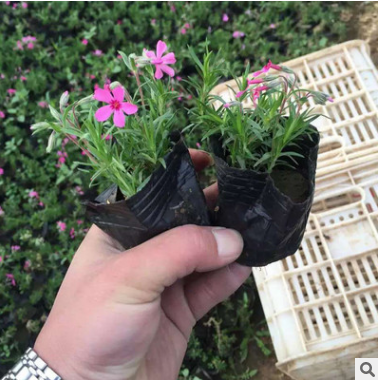 宿根花卉廠家-供應(yīng)商-電話