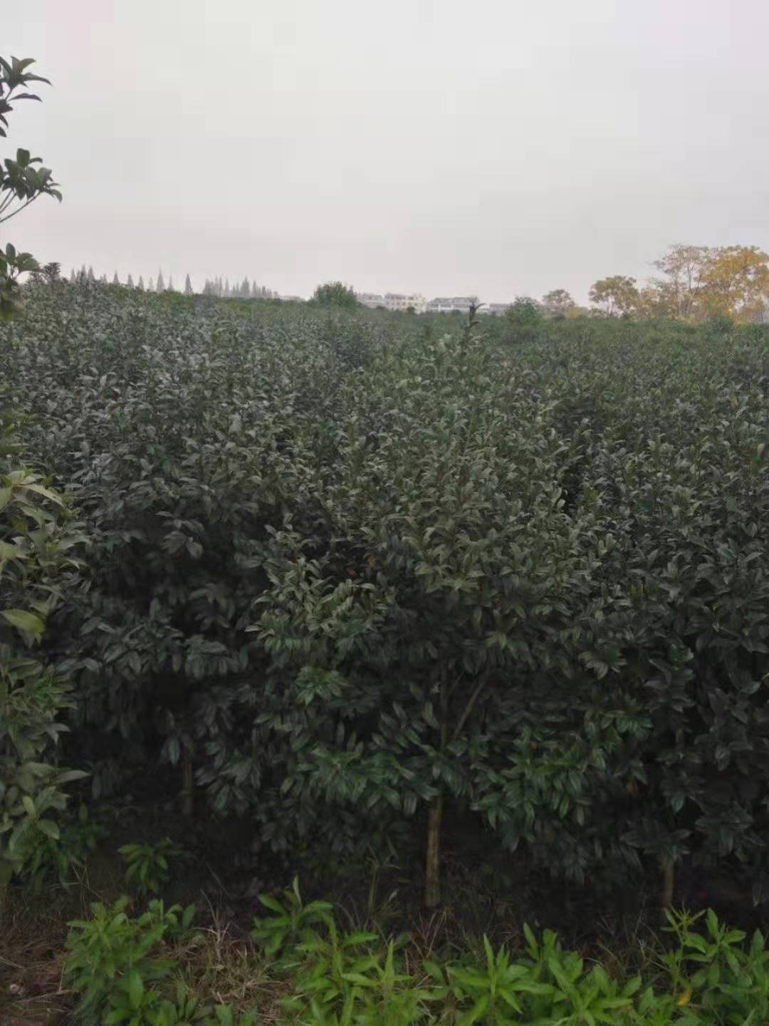 紫花含笑批發(fā)