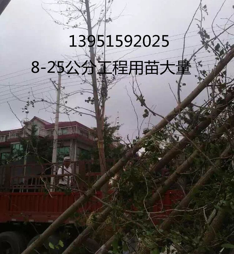 優(yōu)質(zhì)銀杏小苗直銷