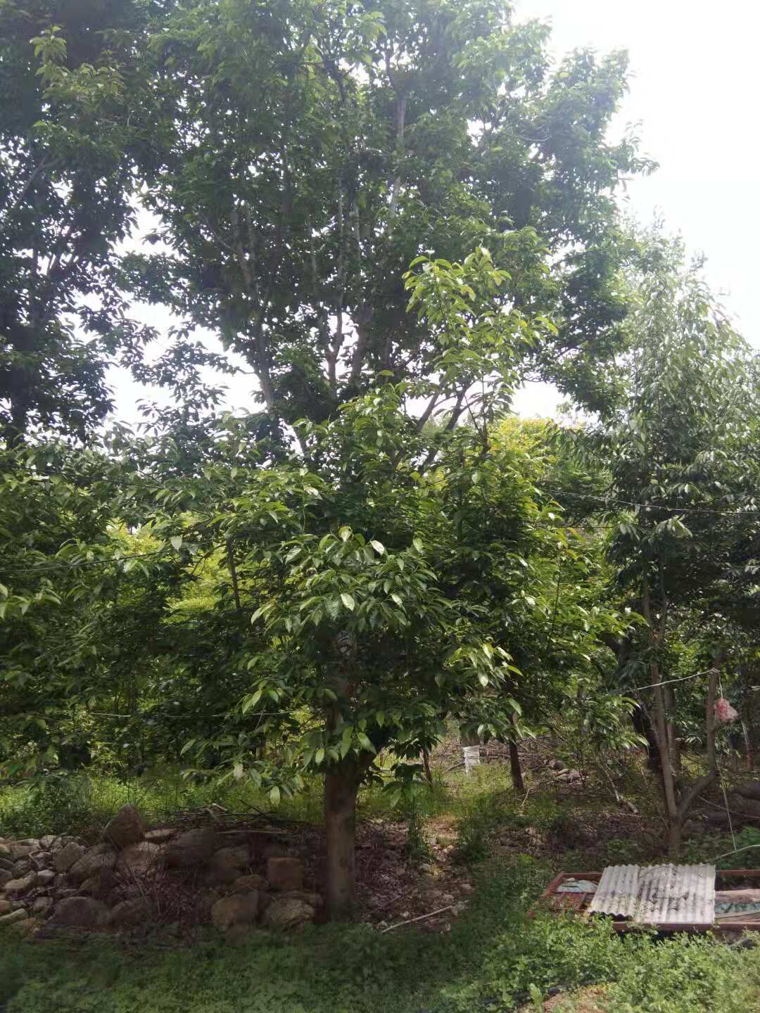 河南南陽南召北欒基地-河南南陽北欒價(jià)格表/廠家批發(fā)報(bào)價(jià)供應(yīng)商