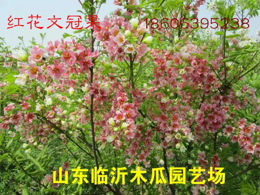 文冠果樹苗.山東供應商.批發(fā)文官小苗。嫁接文冠果苗圃