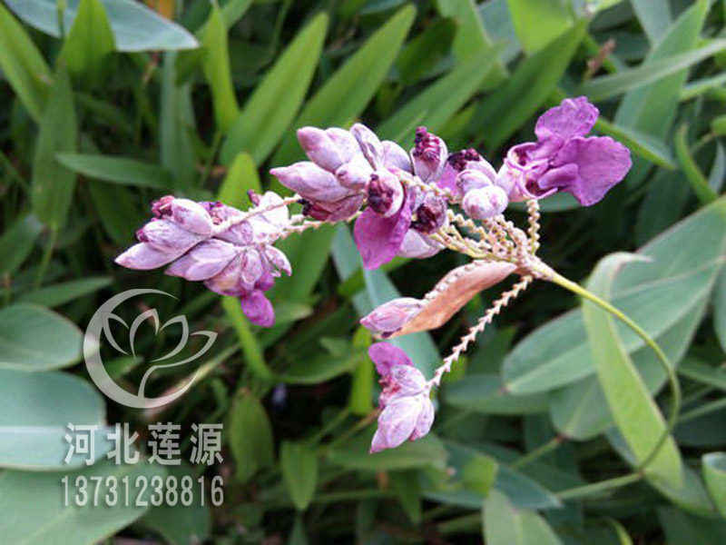 供應(yīng)再力花種苗，專業(yè)種植再力花