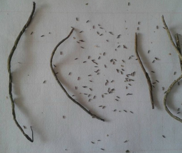 湖北苦草種子，價格，供應(yīng)商廠家