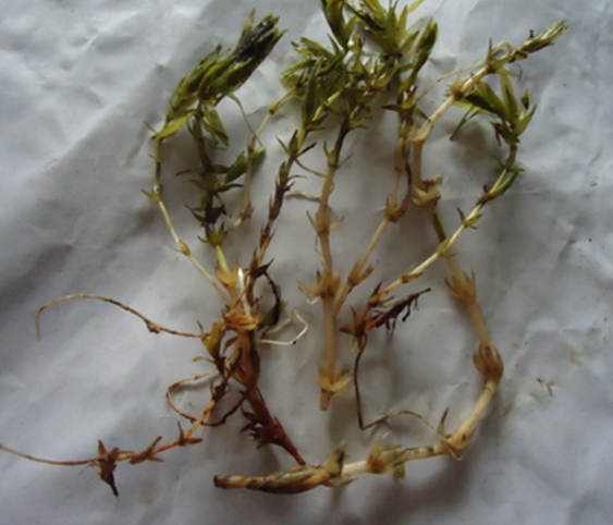 輪葉黑藻批發(fā)，批發(fā)價(jià)，廠家供應(yīng)
