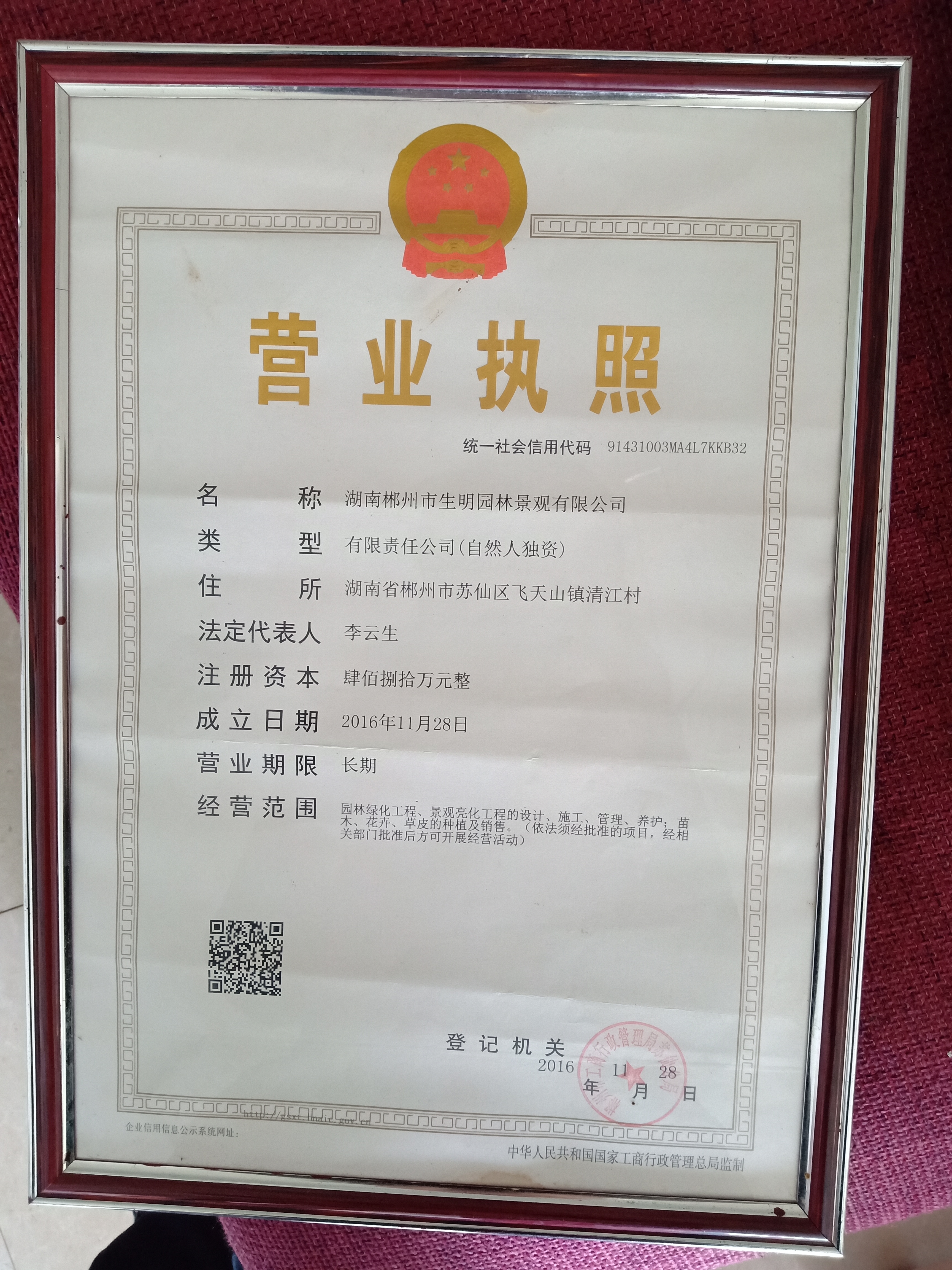 杜英苗批發(fā)、杜英苗價(jià)格、杜英苗種植園