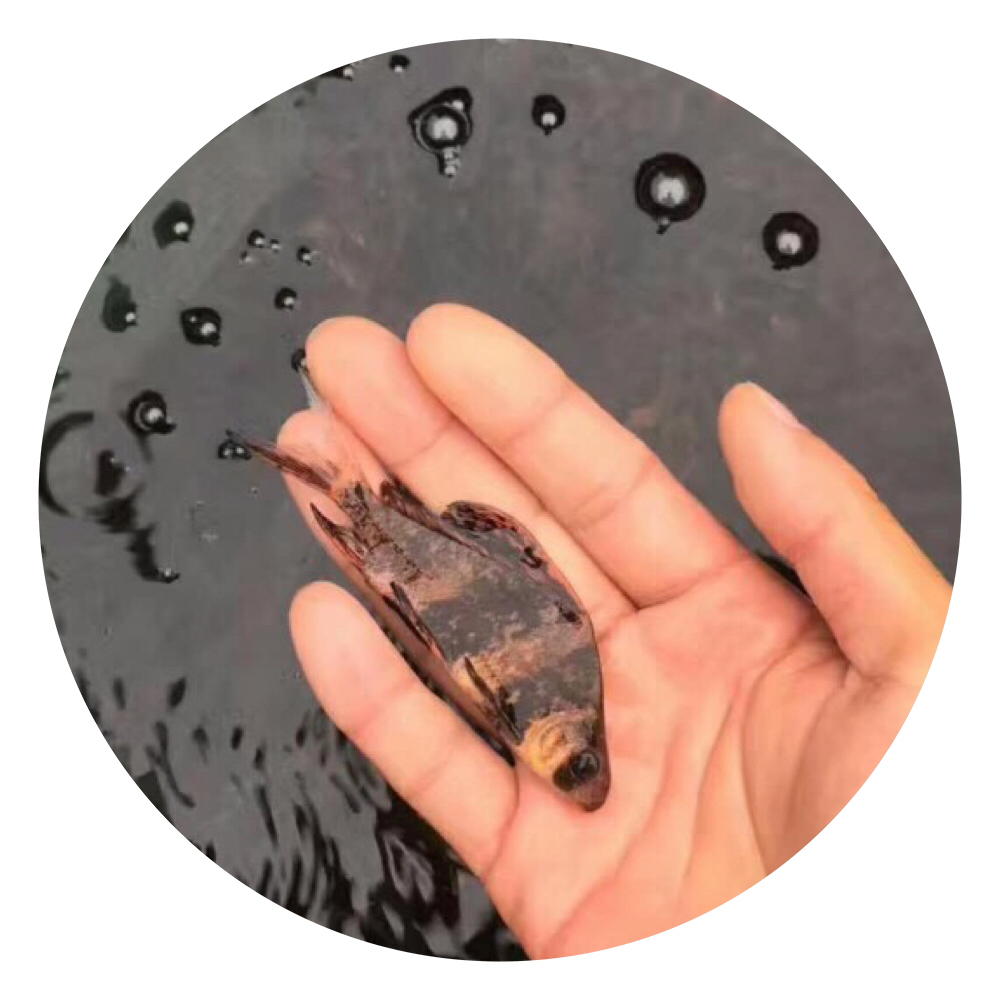 中華胭脂魚苗批發(fā),胭脂魚苗批發(fā),胭脂魚苗養(yǎng)殖場