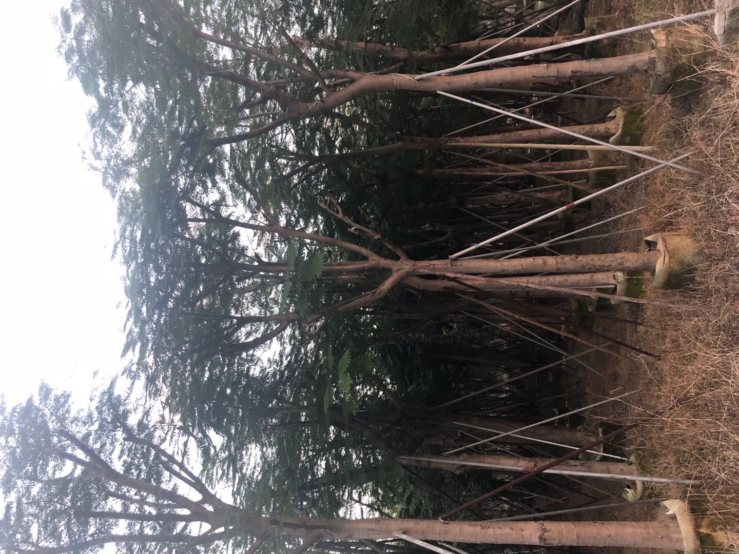 廣東鳳凰木 廣東鳳凰木種植 廣東鳳凰木批發(fā)基地