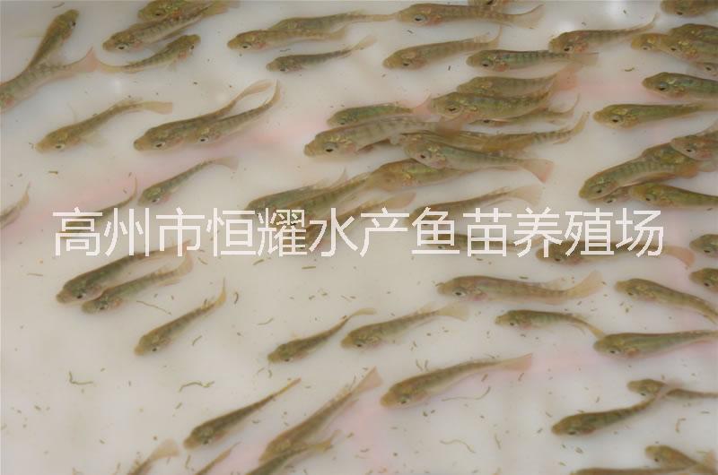 欽州來(lái)賓崇左大量供應(yīng)羅非魚(yú)苗白鯧魚(yú)苗黃骨魚(yú)苗各種魚(yú)苗魚(yú)種