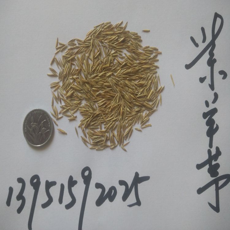 進口四季青草坪種子高羊茅狗牙根黑麥草早熟禾耐踐踏庭院護坡草籽