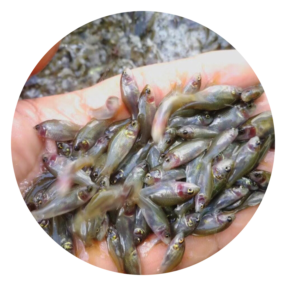 鯉魚苗,鯉魚苗養(yǎng)殖場,鯉魚苗批發(fā)