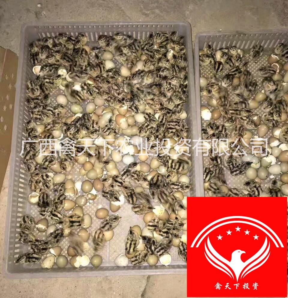 禽天下山雞苗供應(yīng)