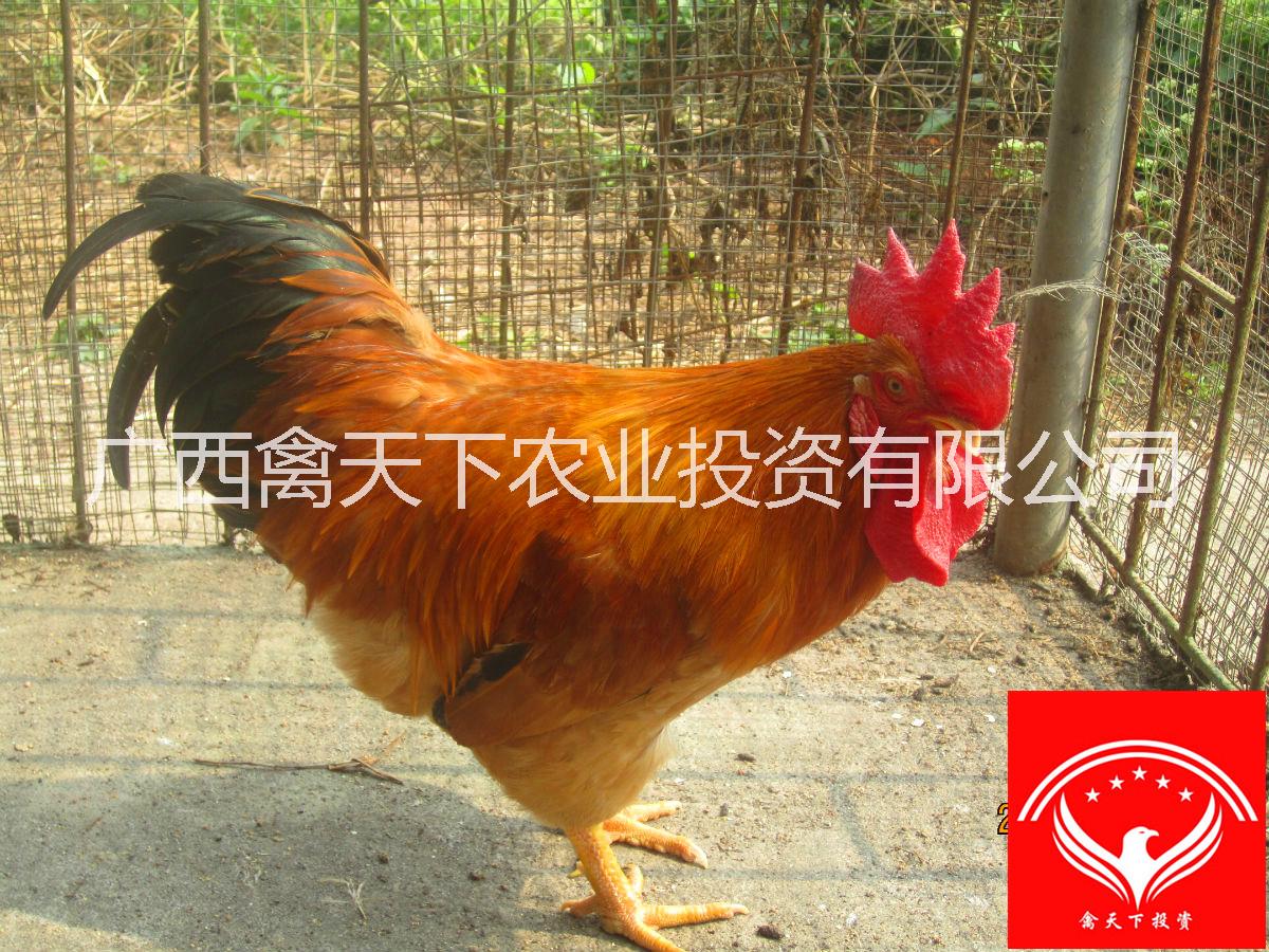 禽天下三黃雞苗供應(yīng)
