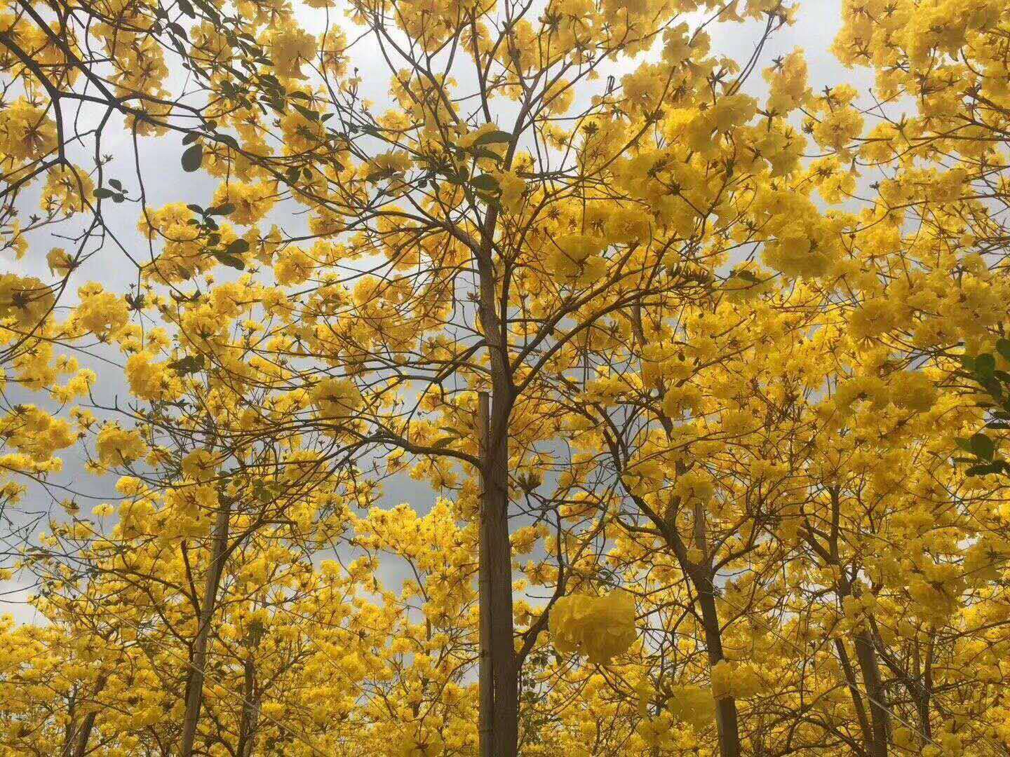 佛山綠化苗木盆栽黃花風(fēng)鈴木基地直銷