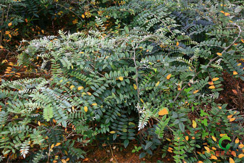 廣西山豆根苗批發(fā)|_廣西山豆根苗_廣西山豆根苗