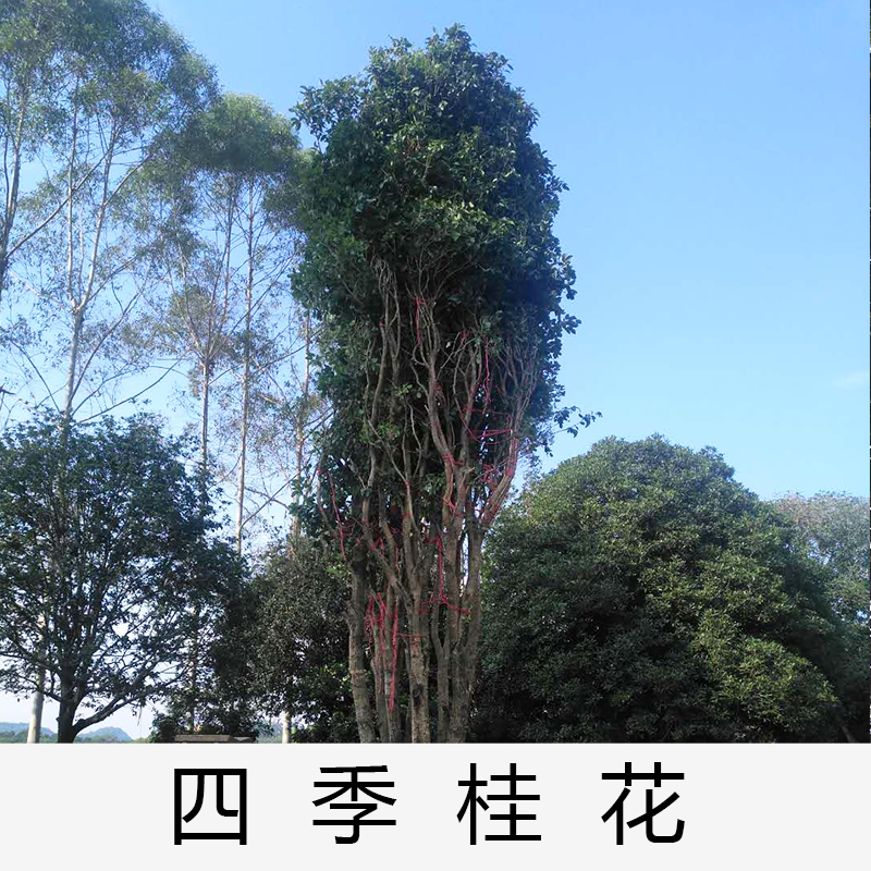 四季桂|桂花|廣東英德四季桂花|基地直銷|種植基地報價|批發(fā)價格|供應電話地址|圖片|品種齊全|價格合理|童叟無欺