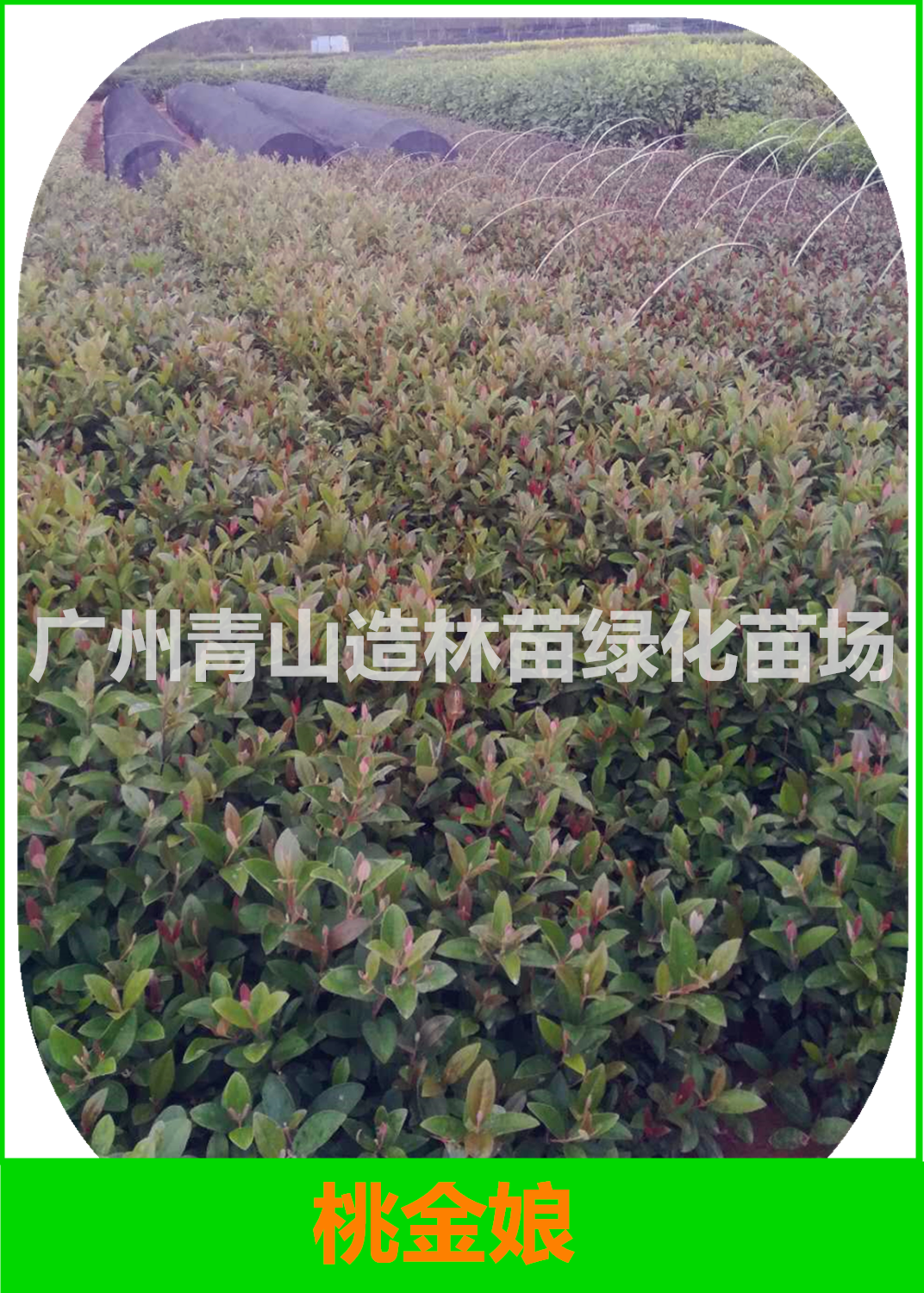 廣州桃金娘苗圃，廣州哪里有桃金娘賣，廣州桃金娘種植基地，廣州桃金娘基地直銷