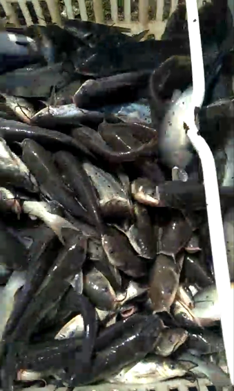 叉尾鮰魚苗 叉尾鮰魚苗價(jià)格  叉尾鮰魚苗公司  叉尾鮰魚苗供應(yīng)商 叉尾鮰魚苗批發(fā)價(jià) 重慶叉尾鮰魚苗