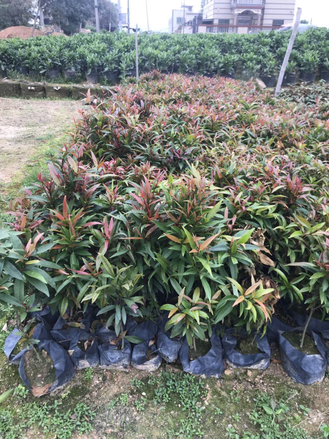 紅車袋苗苗圃基地價格