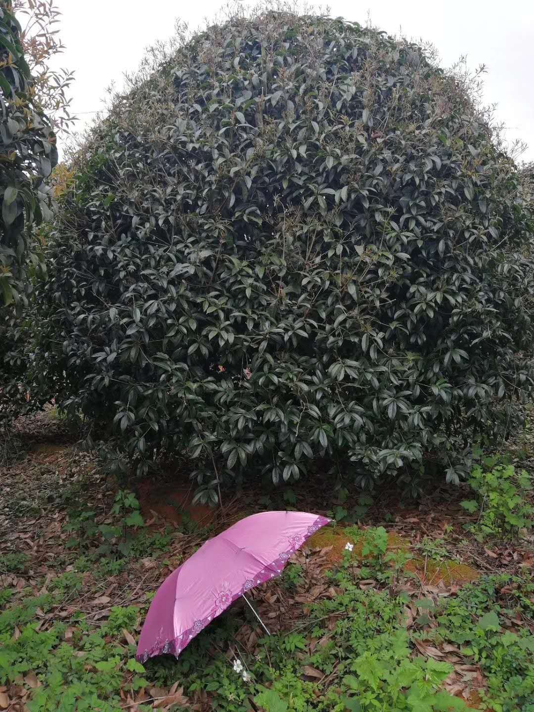 各種規(guī)格紅豆杉樹苗批發(fā) 桂花