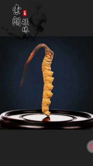 新鮮蟲草的功效/主治/禁忌