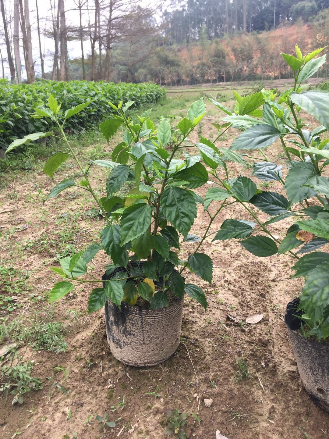 大紅花青葉扶桑苗圃直銷價(jià)格