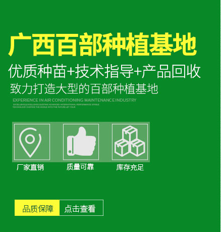 百部種苗種植培訓(xùn)推廣 產(chǎn)品研發(fā) 百部種苗種產(chǎn)品研發(fā) 廣西百部種苗 廣西百部種苗種產(chǎn)品研發(fā) 廣西百部種苗種產(chǎn)品求購