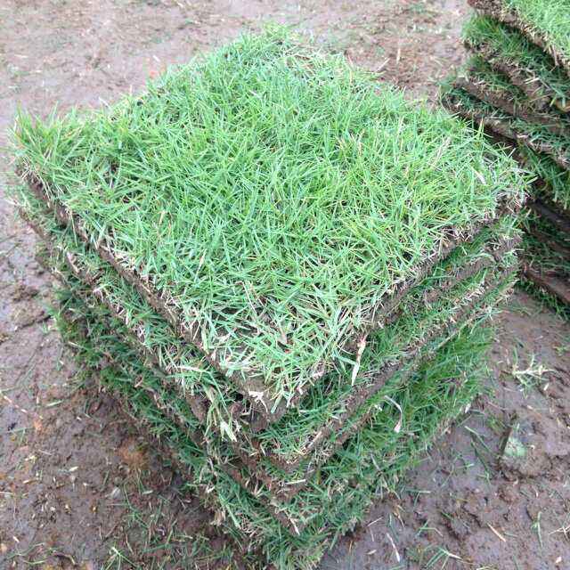 耐寒耐踐踏馬尼拉草皮園林綠化植被