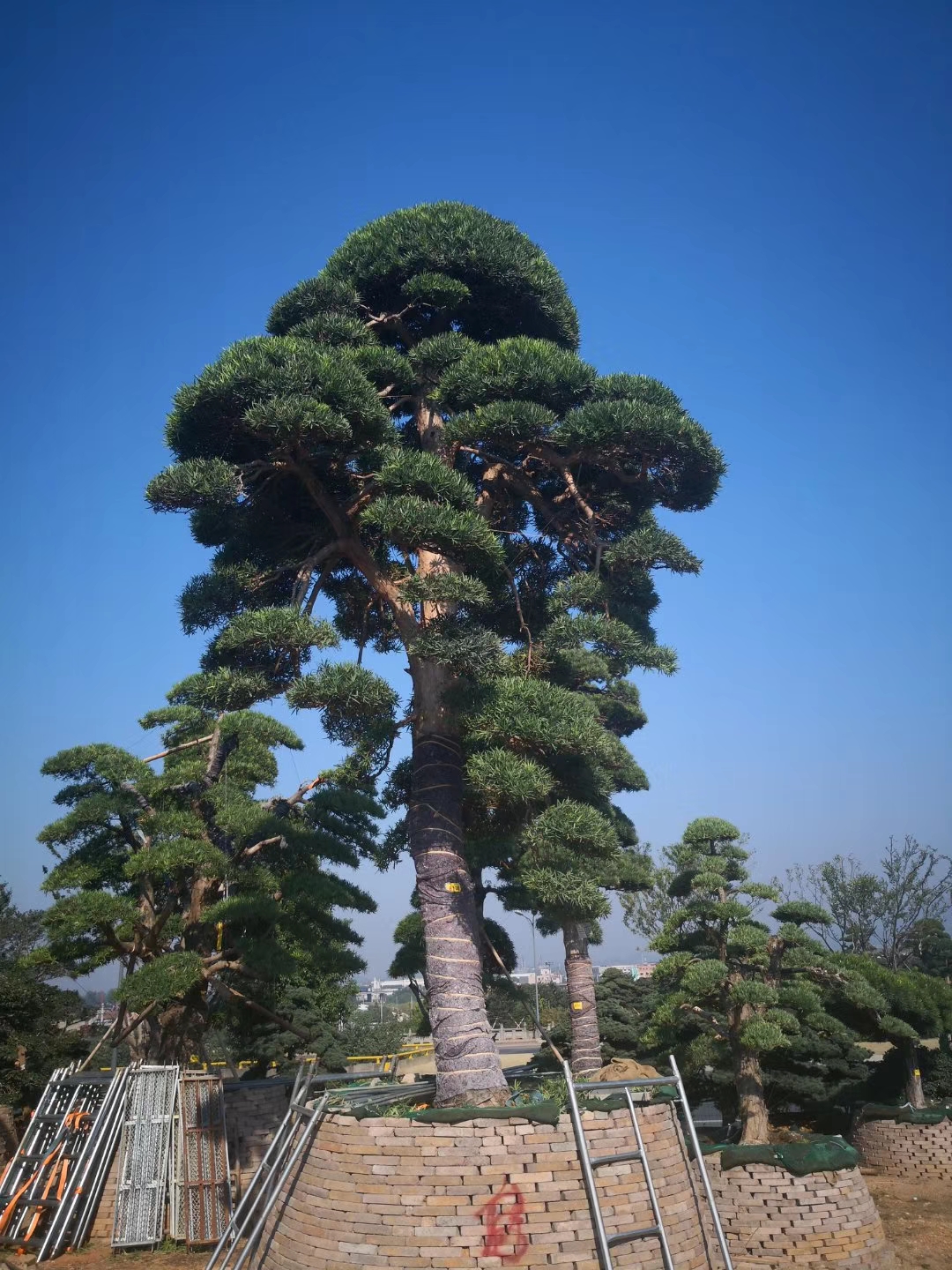 羅漢松造型 羅漢松哪家好 羅漢松造型哪家好 金華羅漢松 金華羅漢松廠家 金華羅漢松價格