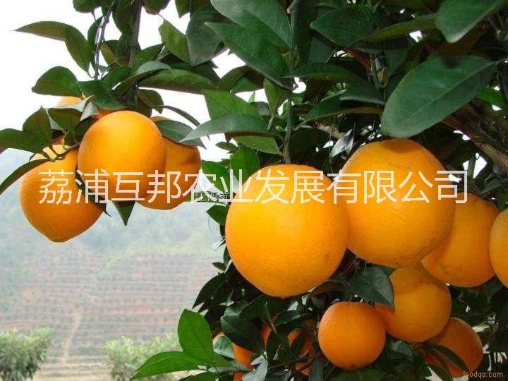 夏橙苗 廣西夏橙苗 桂林夏橙苗 夏橙苗哪家好 夏橙苗