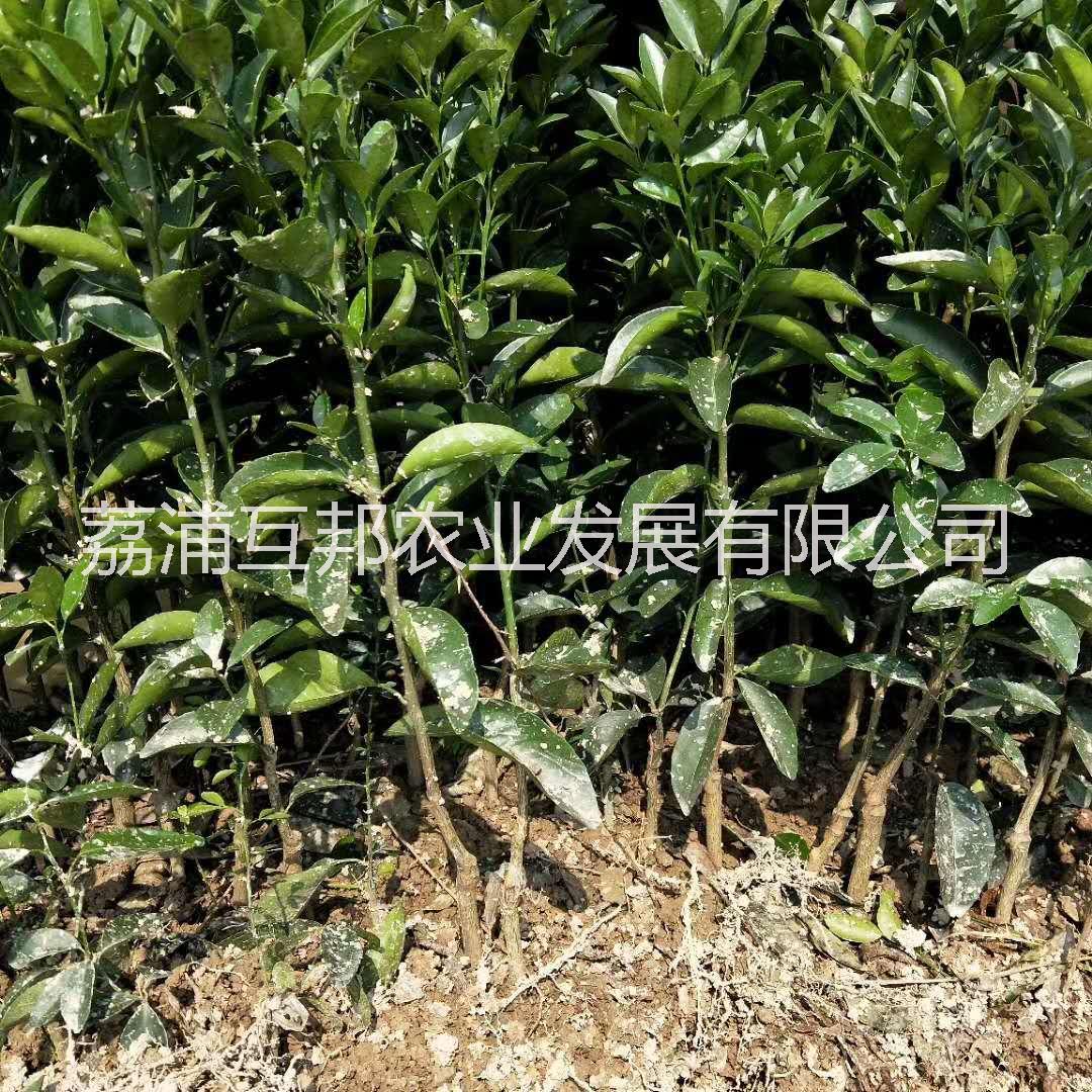 茂谷柑 廣西茂谷柑 桂林茂谷柑 茂谷柑種植技術(shù) 茂谷柑種植基地