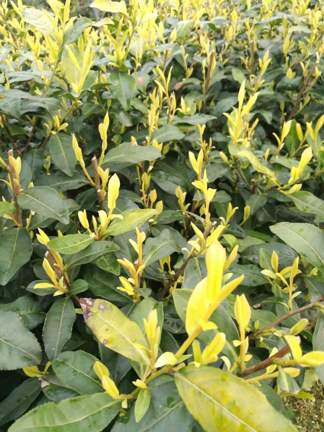 黃金芽茶苗種植技術(shù) 高存活率
