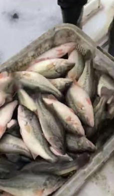 鱸魚(yú) 鱸魚(yú)報(bào)價(jià) 鱸魚(yú)批發(fā) 鱸魚(yú)供應(yīng)商 鱸魚(yú)生產(chǎn)廠家 鱸魚(yú)哪家好 鱸魚(yú)直銷 鱸魚(yú)公司 湖州鱸魚(yú)