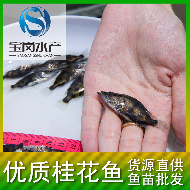 繁殖基地直銷(xiāo)優(yōu)質(zhì)桂花魚(yú)苗養(yǎng)殖苗 鱖魚(yú)各種淡水魚(yú)苗批發(fā)