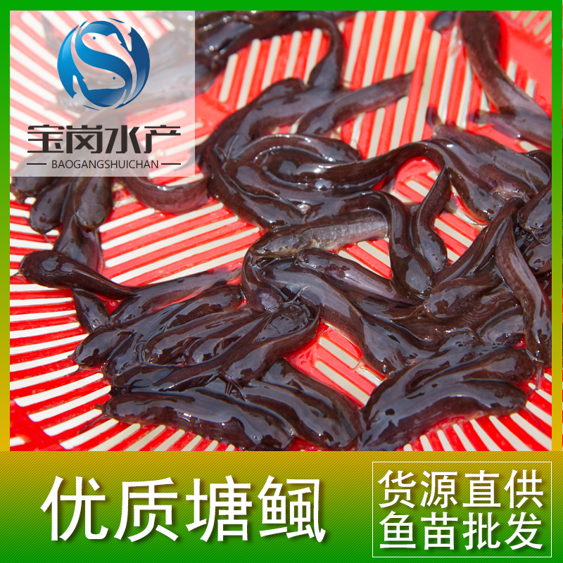 大量供應(yīng)本地塘鲺魚苗 塘角魚魚苗 土塘鲺魚苗 三黃塘鲺魚苗