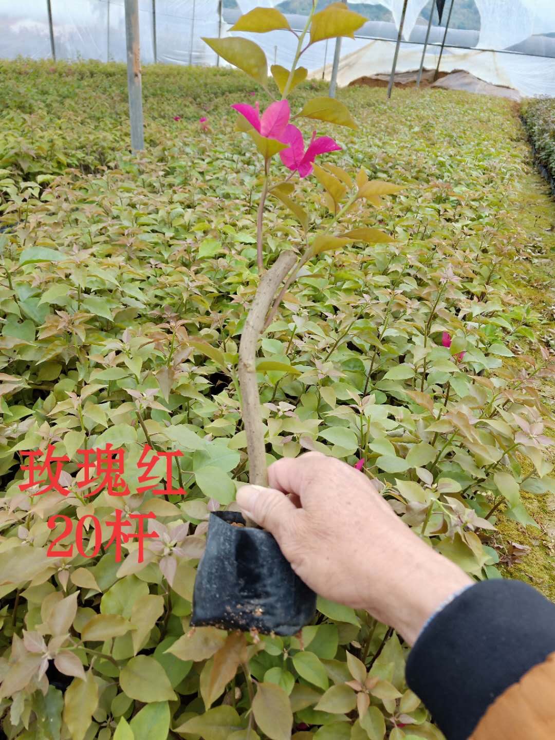 玫紅三角梅袋苗 袋苗供應(yīng)商