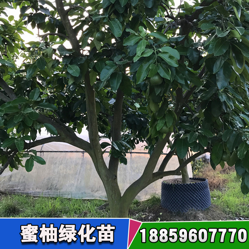 蜜柚綠化苗木供應(yīng)商 綠化*苗木基地 道路綠化苗木基地