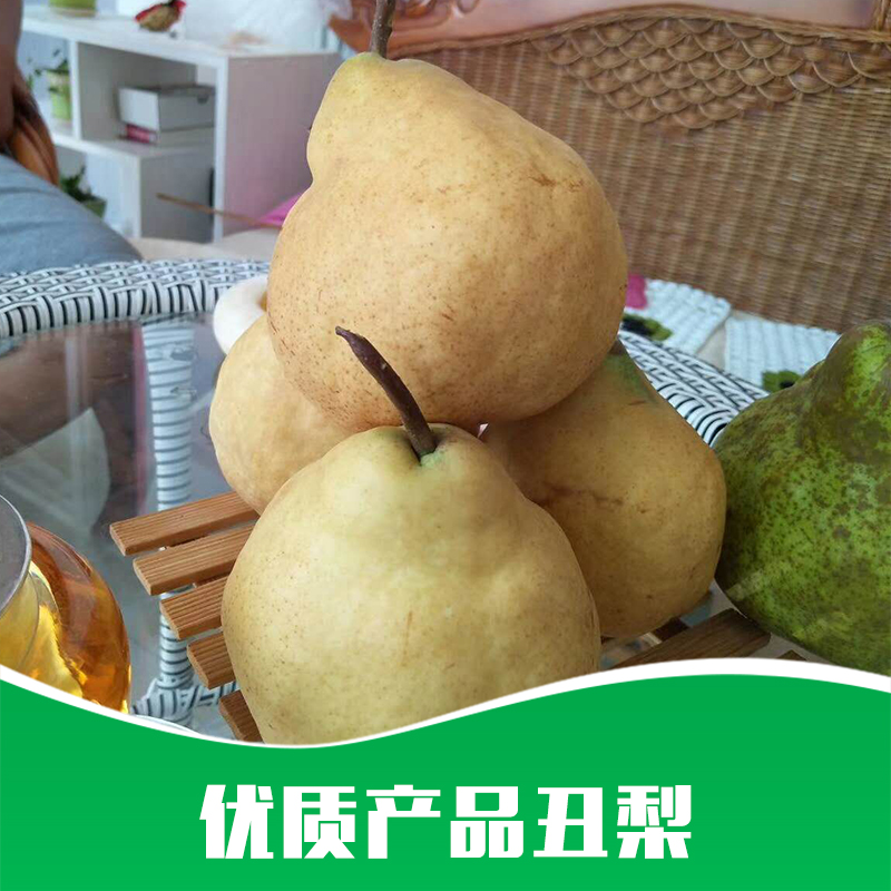 丑梨 丑梨批發(fā)商 丑梨批發(fā)價格 丑梨批發(fā)哪家好 山東丑梨供應(yīng)商 丑梨供貨商 丑梨水果攤供應(yīng)