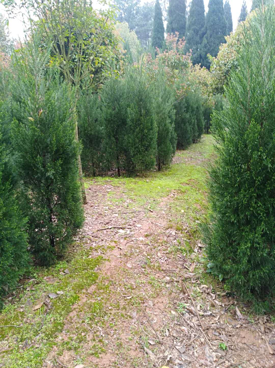 松柏小苗種植基地批發(fā)