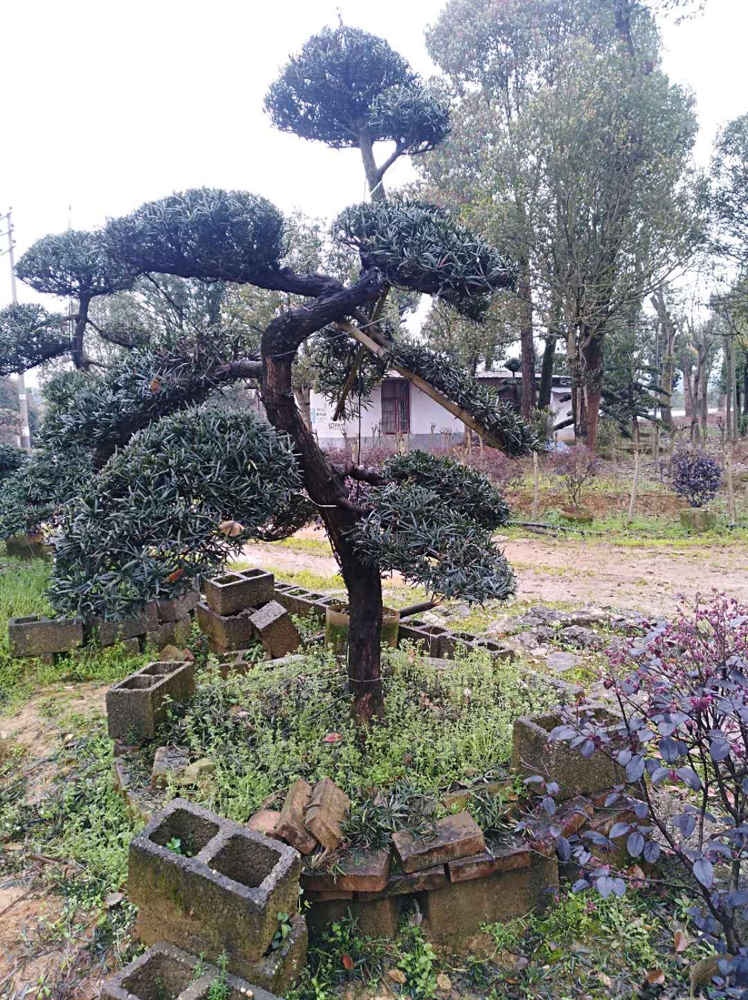 造行羅漢松種植基地批發(fā)