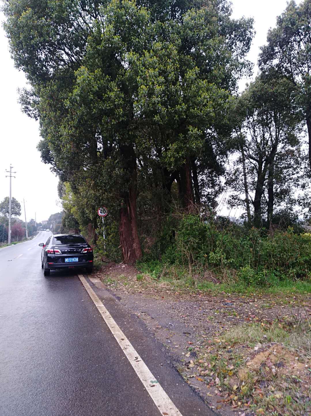 四季桂種植基地 四季桂花