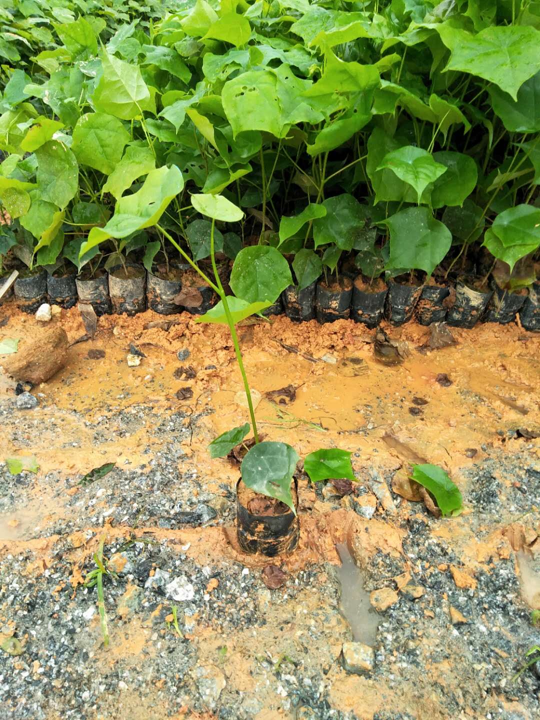 米老排種植基地、米老排苗批發(fā)、米老排苗價(jià)格
