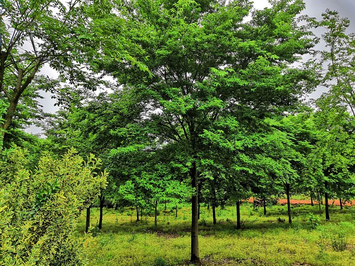 10公分櫸樹_櫸樹批發(fā)_6-30公分櫸樹報(bào)價(jià)大量供應(yīng)_江蘇貨源