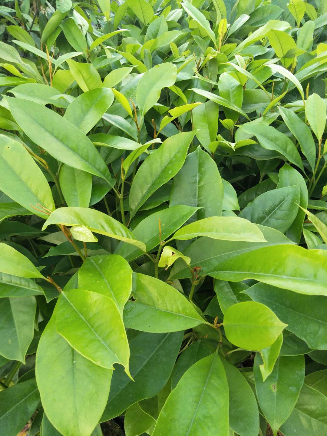 火力楠苗圃基地、火力楠苗圃批發(fā)、火力楠苗圃價(jià)格