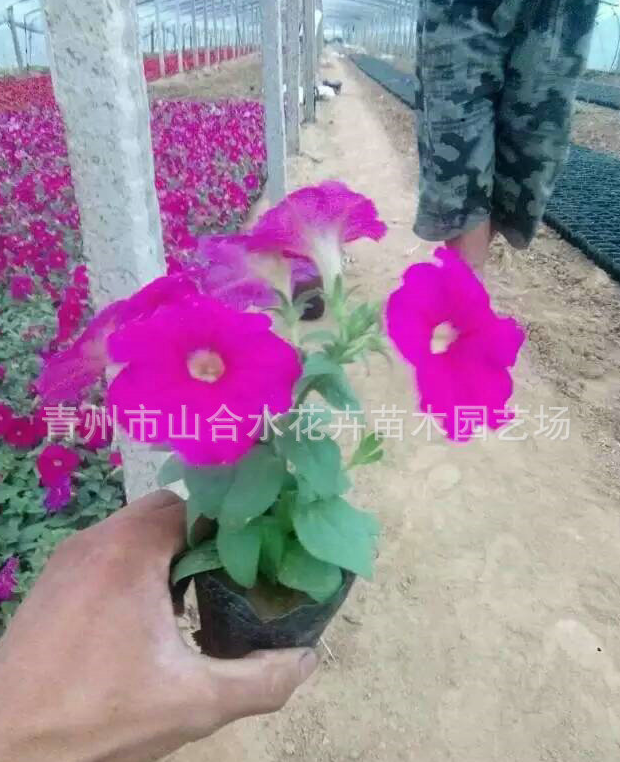 優(yōu)質(zhì)波斯菊苗