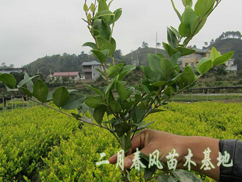 金森女貞哪家好