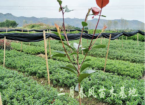 紅葉石楠商家 紅葉石楠廠家