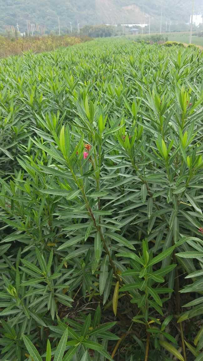 浙江紅花夾竹桃種植基地銷售價(jià)格