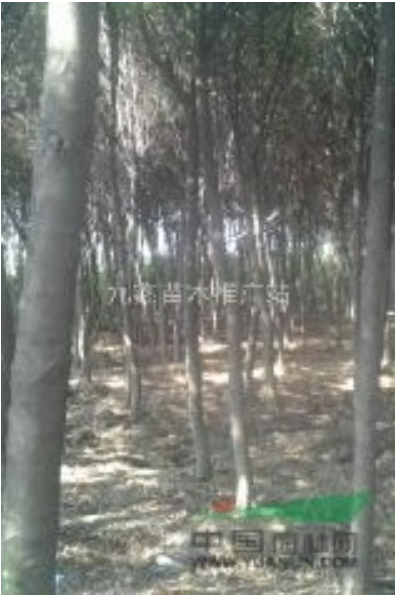 九江杜英批發(fā)