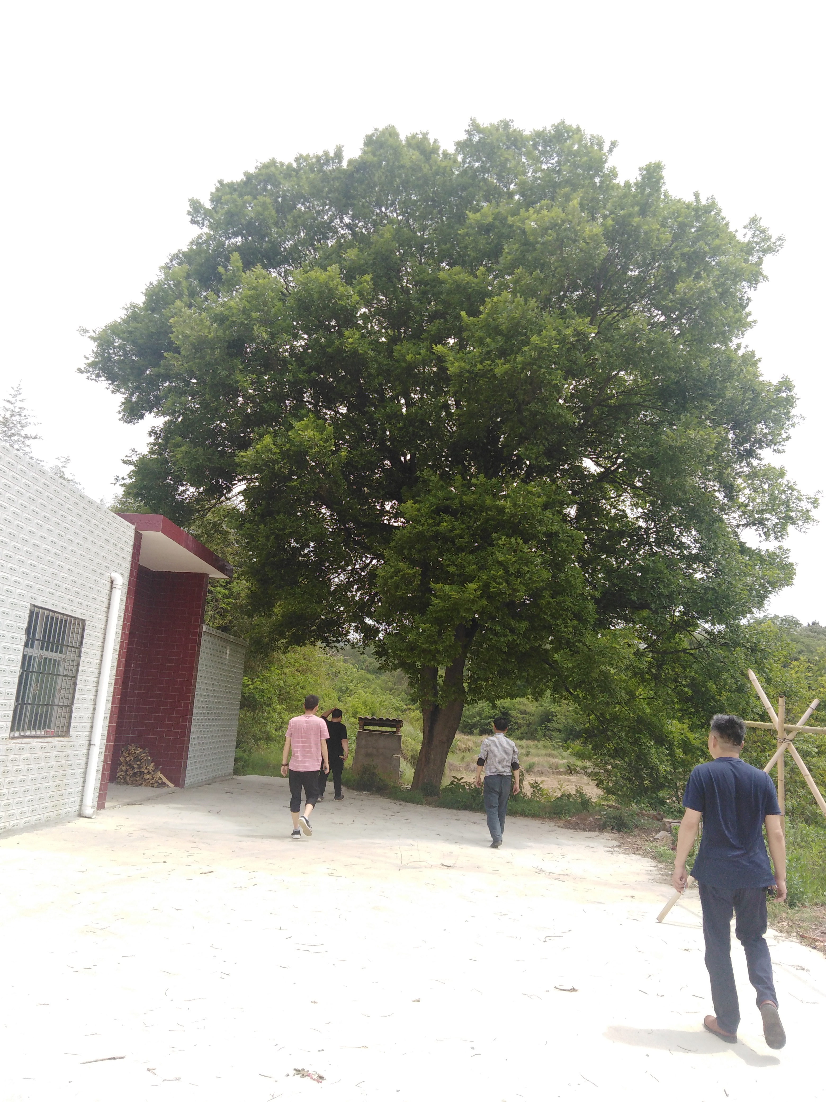 安徽滁州市張八領(lǐng)鎮(zhèn)樸樹喬木批發(fā)基地