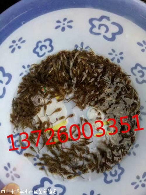 黃骨魚苗價(jià)格--廠家-批發(fā) 塘鲺魚苗 黃骨魚苗